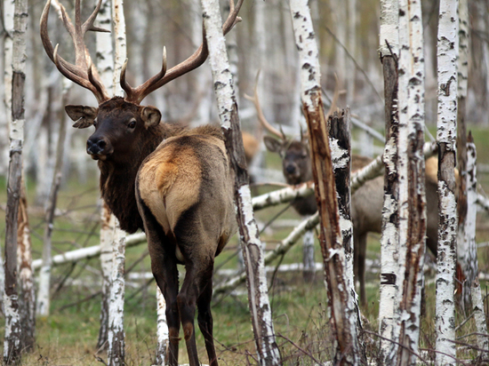 В Госдуме рассматривают два законопроекта, которые помогут развитию охотничьей отрасли