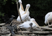В столичном зоопарке родился первый летний розовый пеликан