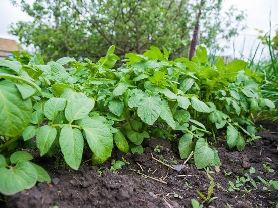 Волгоградские дачники рассказали, как защитить картофель от вредителя
