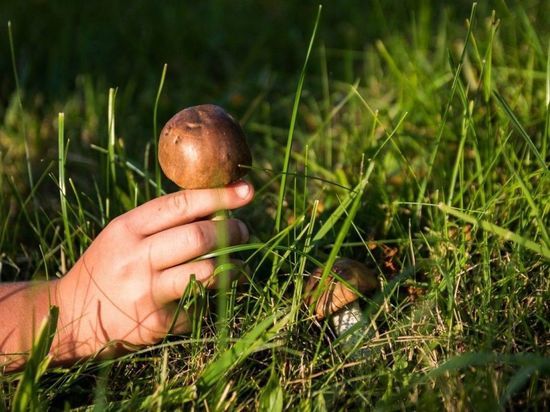 В Ивановской области нашли 12-летнего заблудившегося грибника