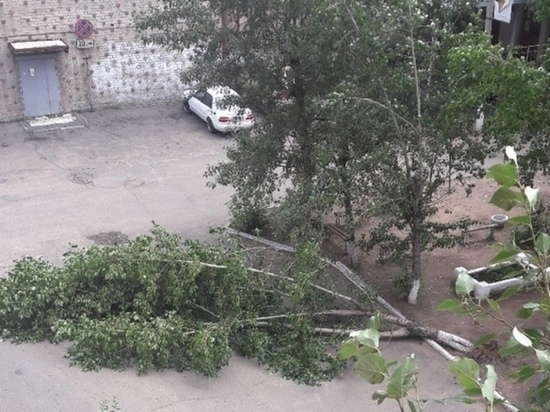 Тополь упал во дворе дома в Чите