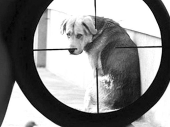 В Калининграде на живодера, расстрелявшего собак, завели уголовное дело