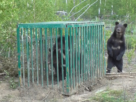 Медведей из нижегородского зоопарка выпустили в лес
