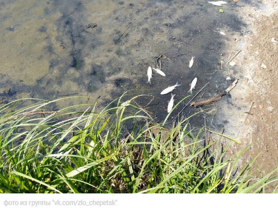 Рыба в Проснице массово гибла из-за загрязнения реки