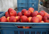 Правительство России утвердило новые правила ввоза в страну фруктов, овощей и цветов