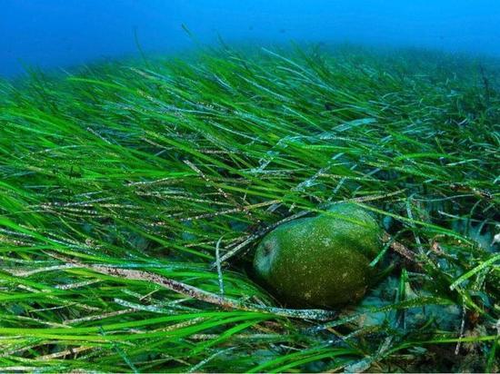 В Куршском заливе зацвели опасные для человека водоросли