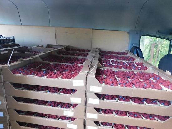 В Псковскую область из Белоруссии не пустили более более 2,5 тонн ягод