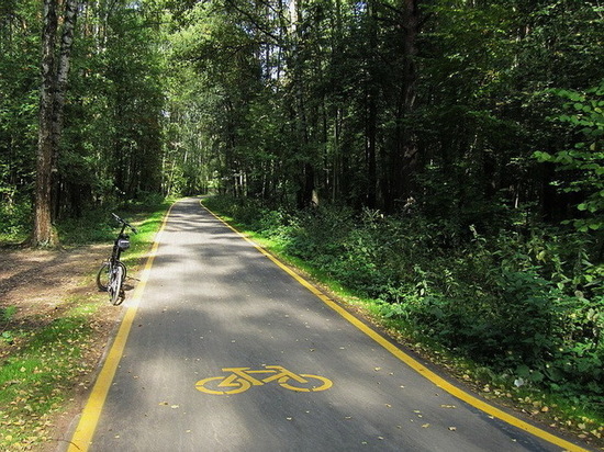 Под Воронежем ради велодорожки пожертвуют сотнями деревьев