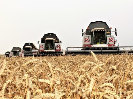 Будем с хлебом: капризы погоды не сказались на урожае зерновых