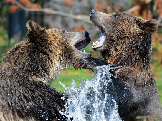 Зоозащитники попросили эстонцев не убивать псковских медведей