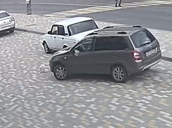Воронежские полицейские нашли водителя, задавившего кота на парковке