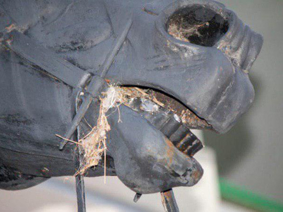 Домом для пернатых стала бронзовая статуя в Кузьминках