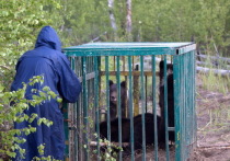 В Нижегородской области в дикую природу выпустили трех медвежат, рожденных в зоопарке
