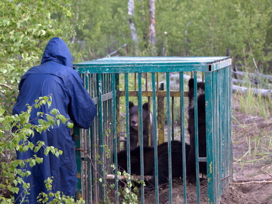 Выживет ли в лесу рожденный в клетке: медвежат отпустили на волю