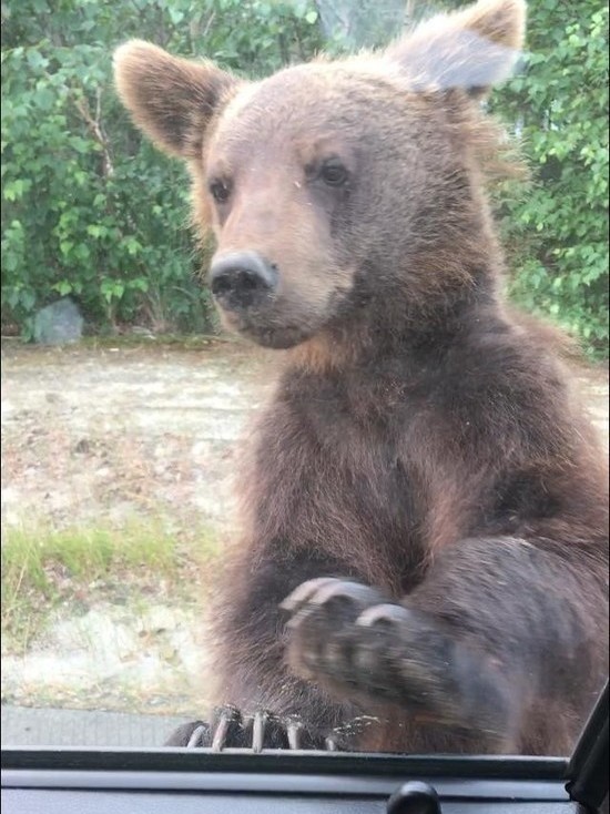 Медвежонок приветствует водителей на трассе в ЯНАО