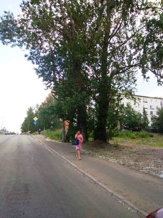 Жители улицы Володарского в Петрозаводске попросили спилить опасные деревья