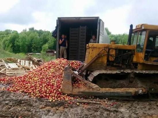 В Псковской области уничтожили 20 тонн польских яблок