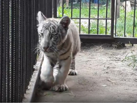 Белый тигренок Айхал приехал в барнаульский зоопарк