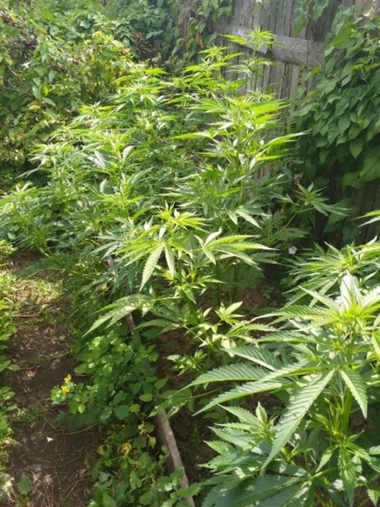 Выращивал марихуану в огороде как включить джава скрипт в тор браузере hidra