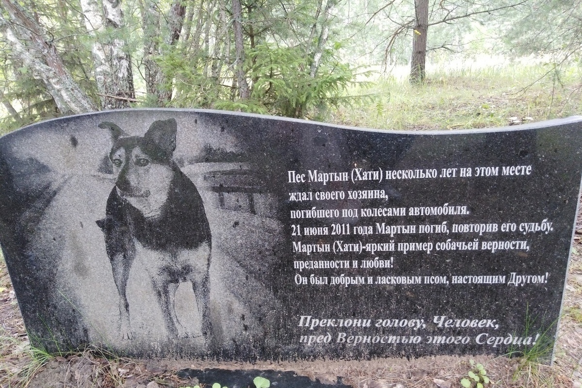 Памятник собаке елге в Приморско Ахтарске