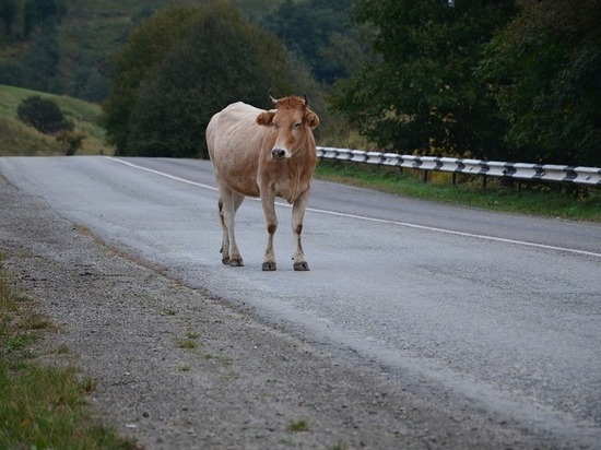 Корова стала причиной смертельного ДТП с участием детей на Ставрополье