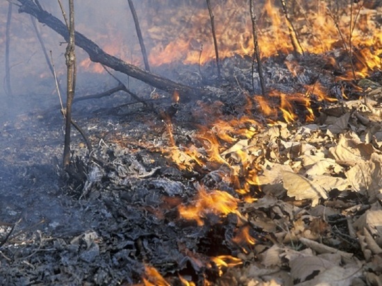 Российские звезды запустили флешмоб в защиту сибирских лесов от пожаров