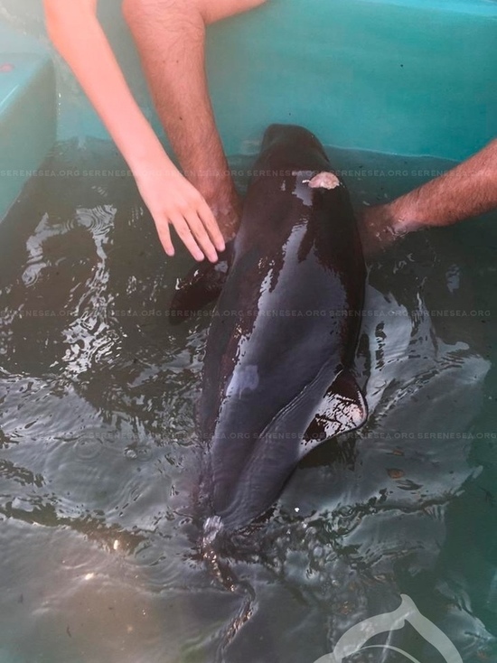 Ради селфи: в Севастополе туристы набросились на умирающего дельфина