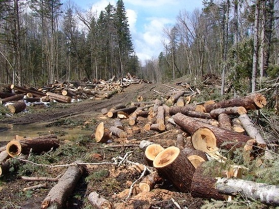 Под видом сгоревшего леса в Абанском районе вырубили деревья на 3 млн рублей