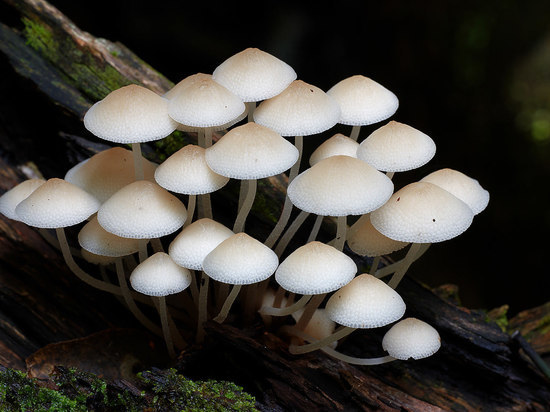В Тамбовской области многодетная семья  отравилась грибами