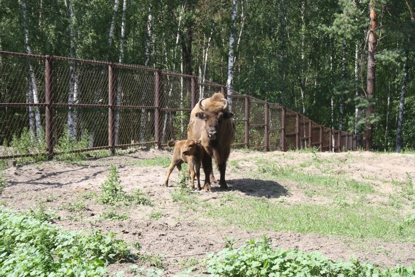 Усадьба окского. Окский заповедник в Рязанской. Брыкин Бор Рязань. Окский биосферный заповедник.