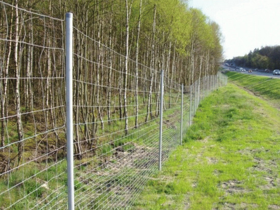 В Ярославской области 55 километров трассы М-8 «Холмогоры» оградят от лосей защитными сетками