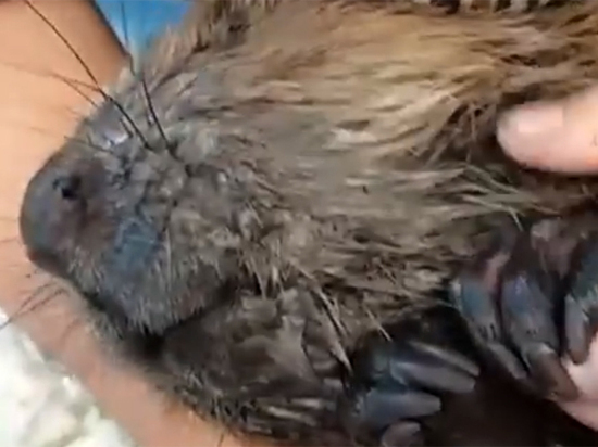 «Залезла на руки и обняла»: ветеринары спасают бобриху, попавшую в капкан