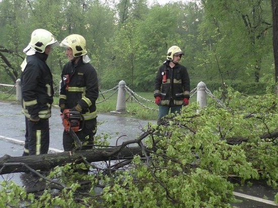 Нарушителя порядка придавило деревом в екатерининском парке в Москве