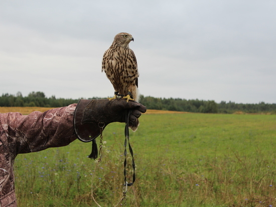 Сезон охоты с ловчими птицами открыт в Нижегородской области