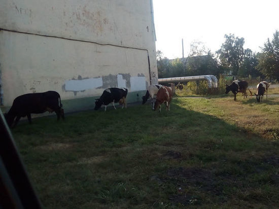Коровы оккупировали кузбасские дворы