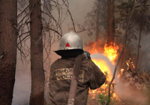 В Красноярском крае продолжает гореть тайга, площадь лесных пожаров уже превысила 1,6 млн га
