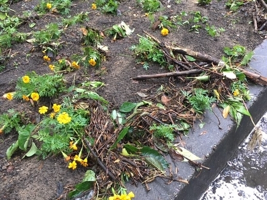 Ливни уничтожили цветы на клумбах Хабаровска
