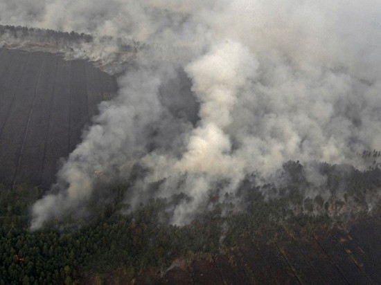 WWF: из-за пожаров Россия может остаться без леса через 10 лет