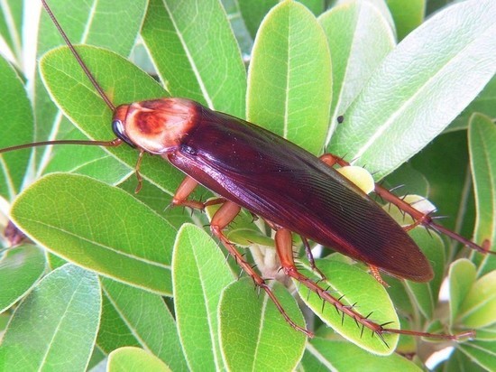 В Сочи появились 5-сантиметровые летающие тараканы