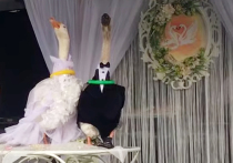 В Минске хозяин пары гусей Андрей Гурин провел настоящую свадебную церемонию для своих пернатых