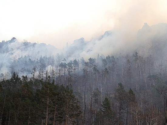 Полный объем ущерба от пожаров станет понятен через несколько лет, так как не все деревья погибают сразу