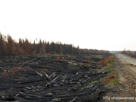 Публикуем фото выжженных лесов в Богучанском районе