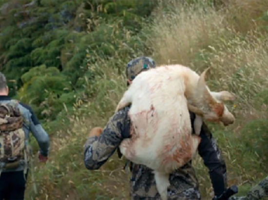 Гордон Рамзи показал в телешоу, как добыл мясо на охоте