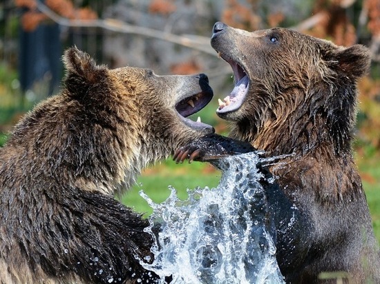 Департамент окружающей среды Эстонии просит помощи в поимке псковских медведей
