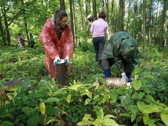 Десант иностранцев приступил к расчистке толстовского леса