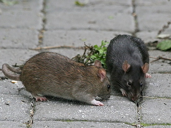 Жителей микрорайона Боровое в Воронеже одолели полчища крыс