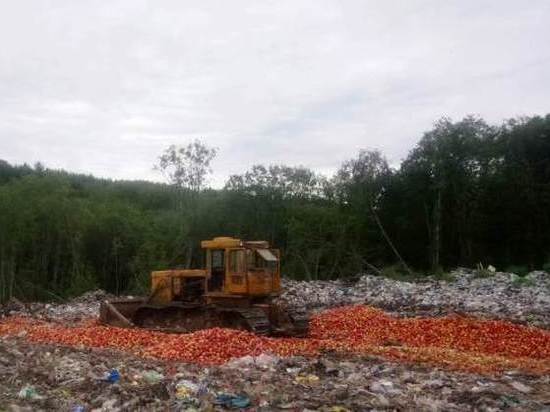 В июле в Псковской области уничтожили почти 90 тонн фруктов и овощей