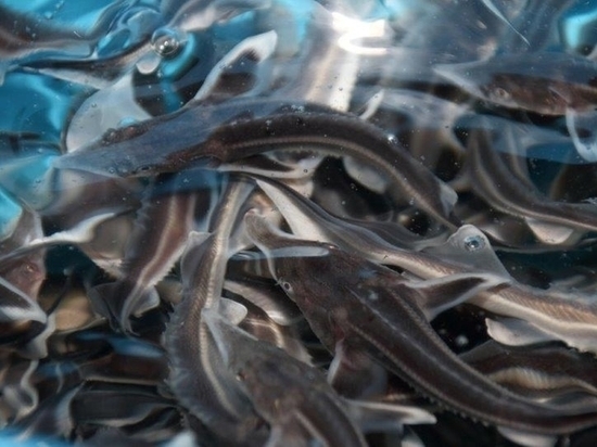 В Чебоксарское водохранилище выпустили 10 тысяч мальков стерляди