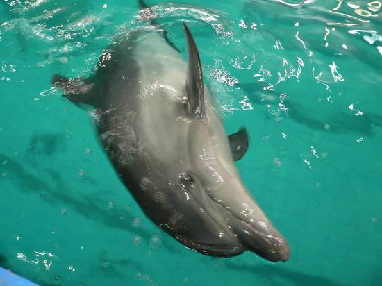 В Крыму отдыхающие радостно фотографировались с умирающим дельфином