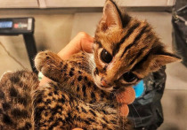 Внуковские таможенники обнаружили котят азиатских леопардовых кошек